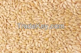 Grade A sesame seeds