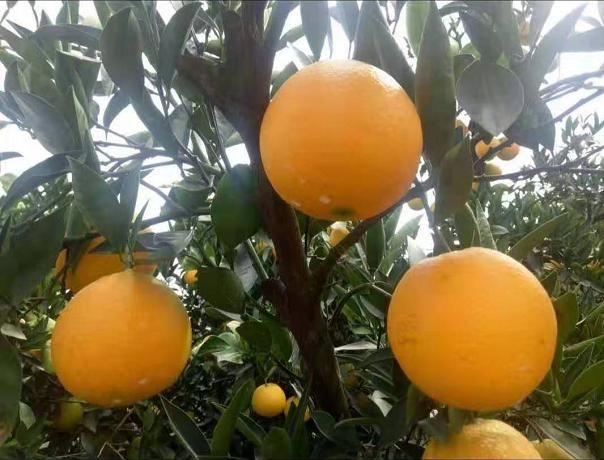 2019 fresh oranges big navel oranges juicy oranges fresh fruits supplying