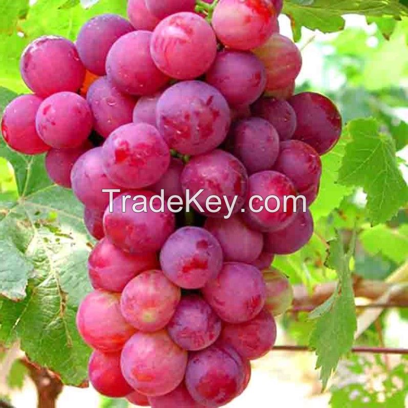  Hot Selling Top Quality Crimson Seedless Grapes For Wholesale From South Africa