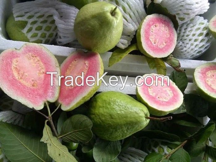 Guava Exports from South Africa have many nutrients, with high vitamin C content,