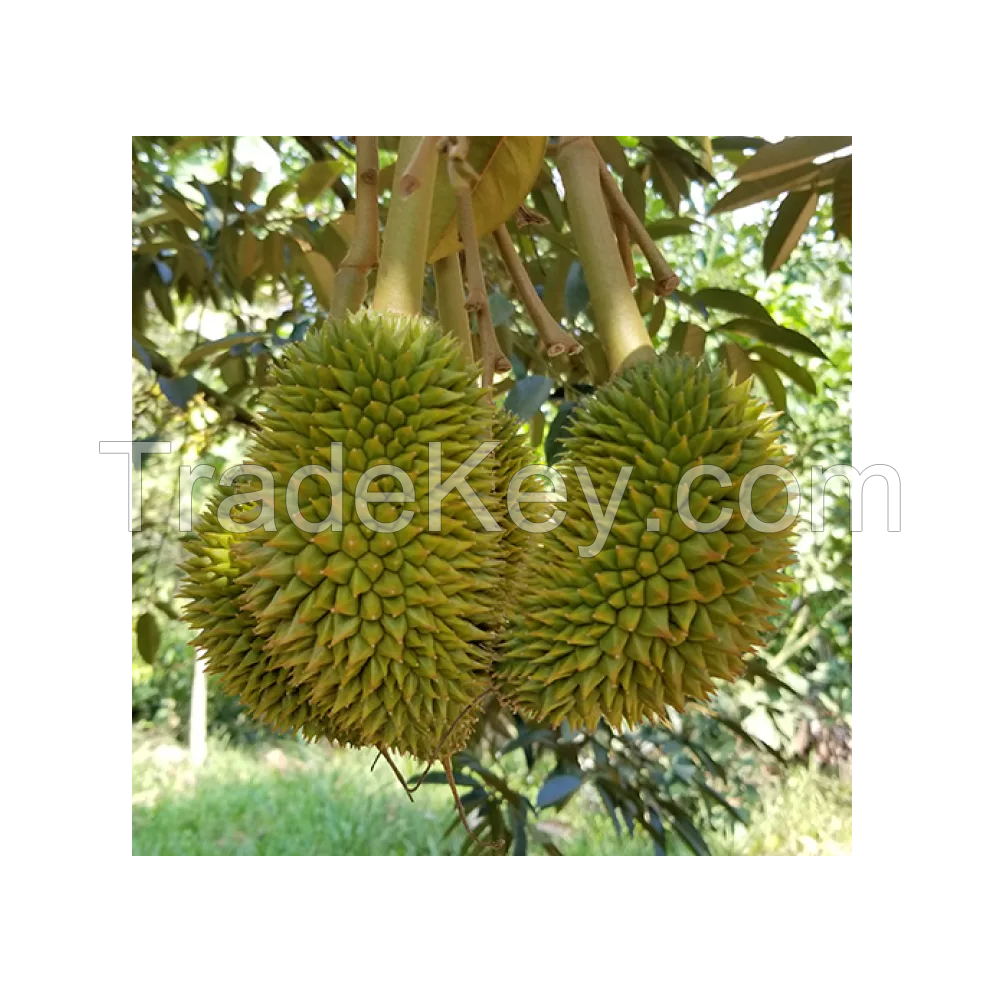 Top Supplier High Quality Frozen Durian Pulp XO D24 from Fresh Durian Fruits