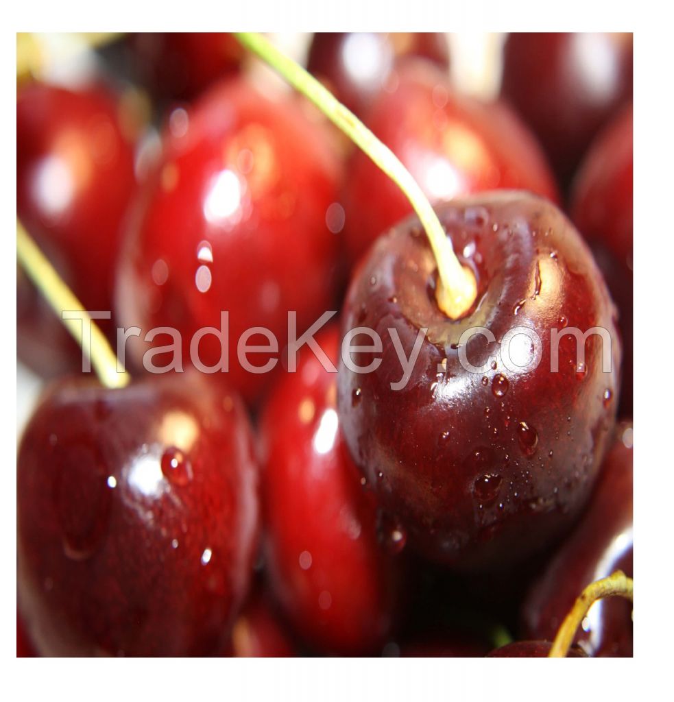  High Quality Natural Taste Red Farm Fresh Cherries for Sale