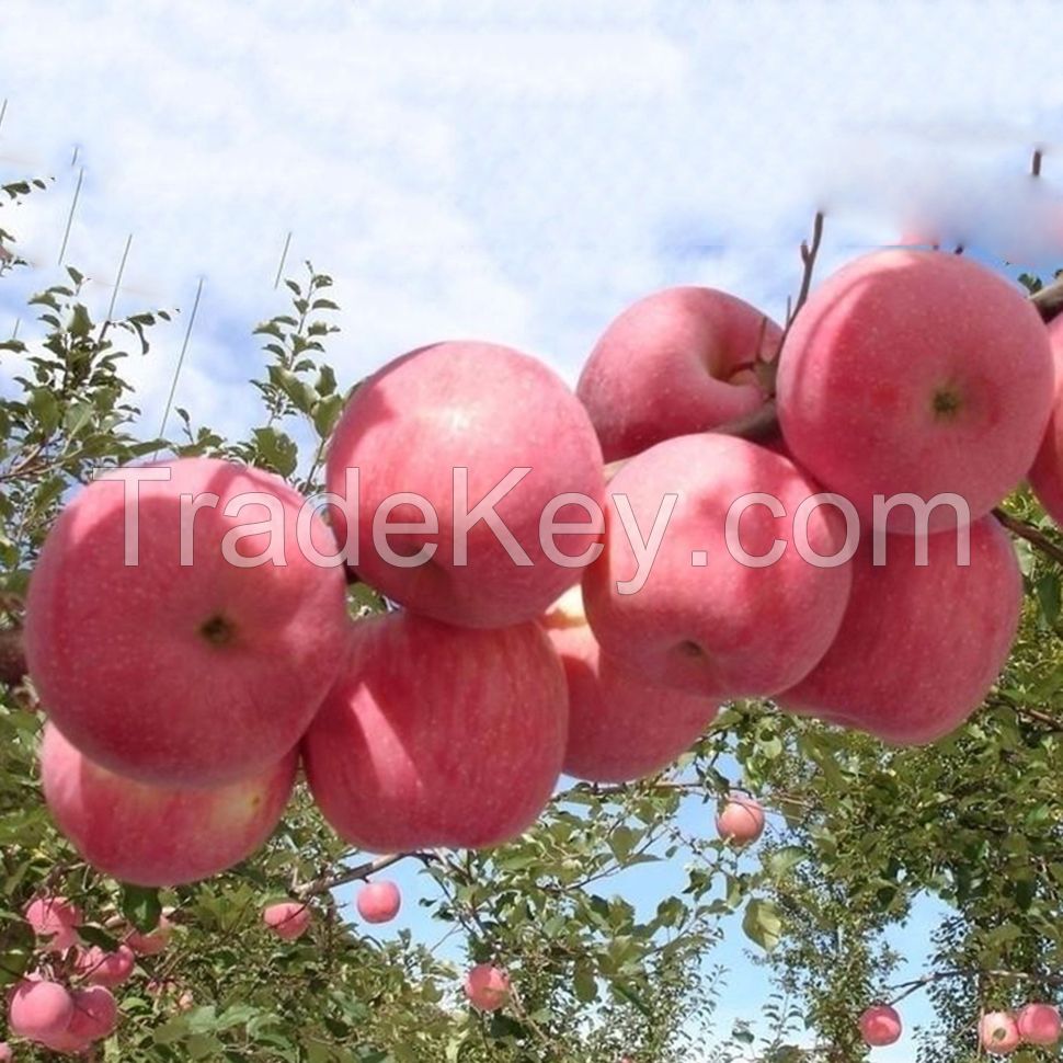 Sweet Juicy Royal Gala Apple From South Africa