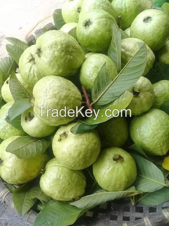 Guava Exports from South Africa have many nutrients, with high vitamin C content,