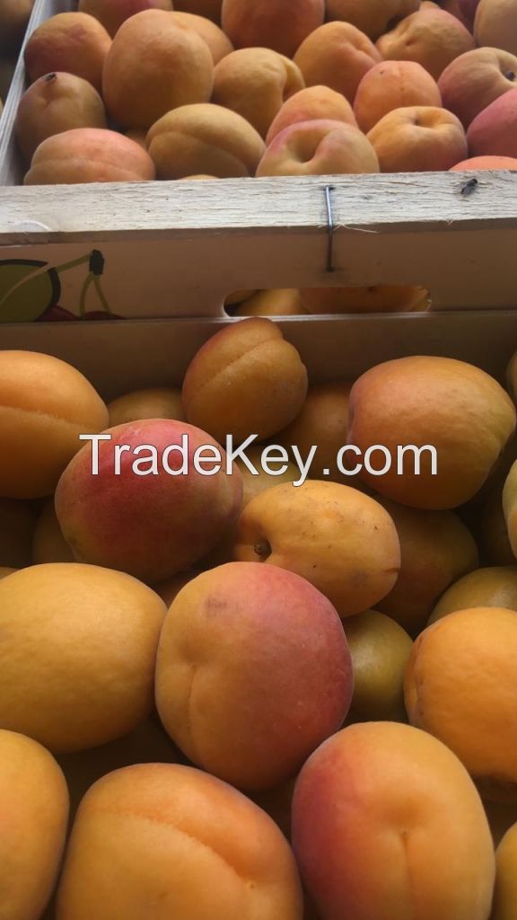 Cheap Fresh Apricots Best Quality From South Africa