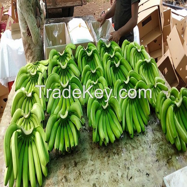  Quality Fresh Cavendish  Banana  For Export