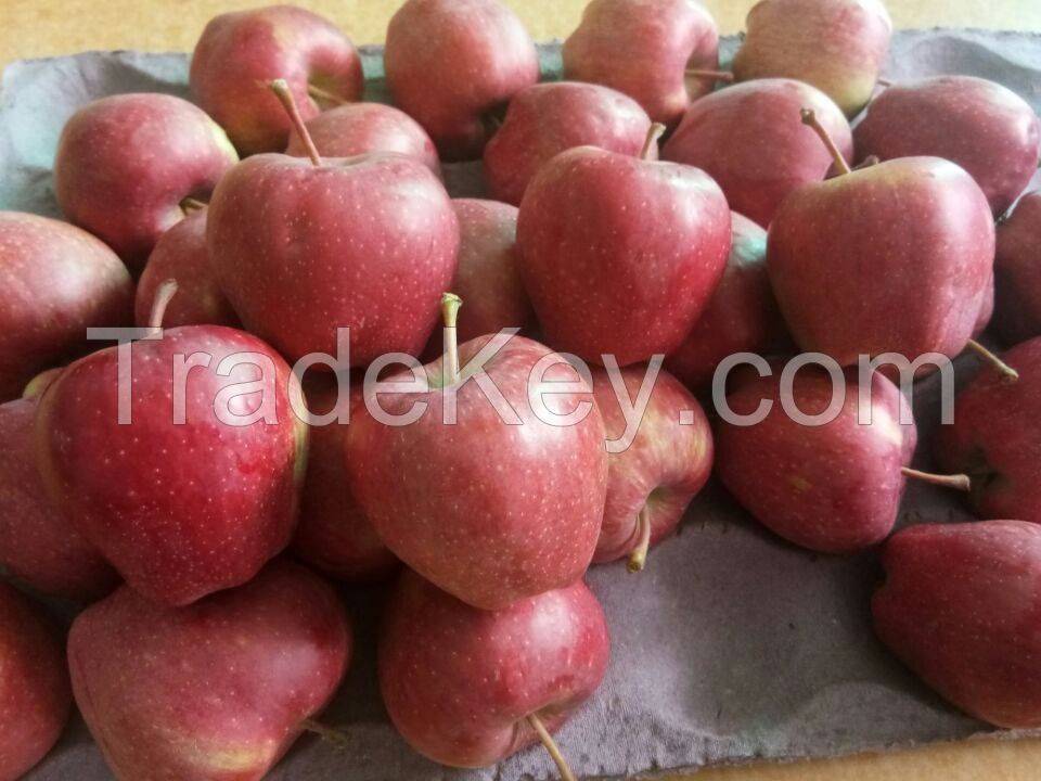  Fresh Fruits Red Fuji Apples For Sell At Cheap Price