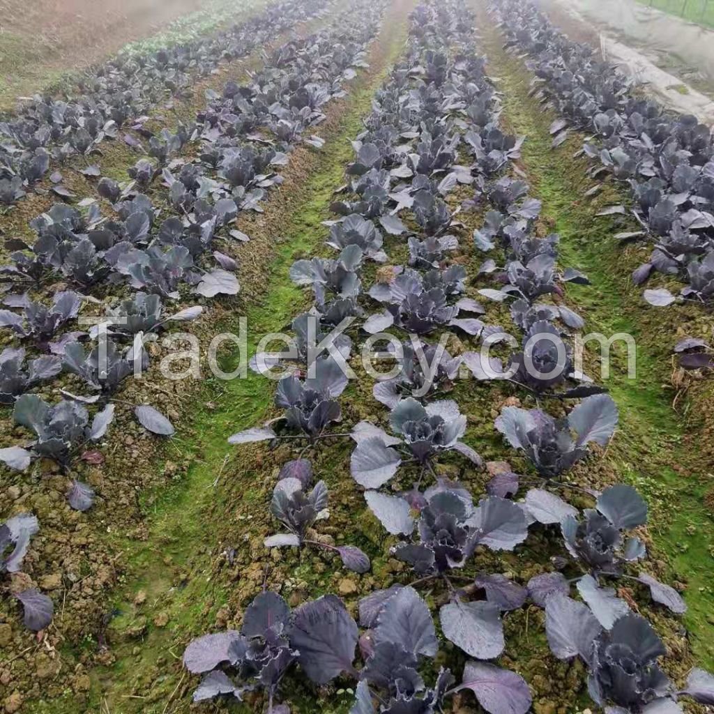 organic red cabbage