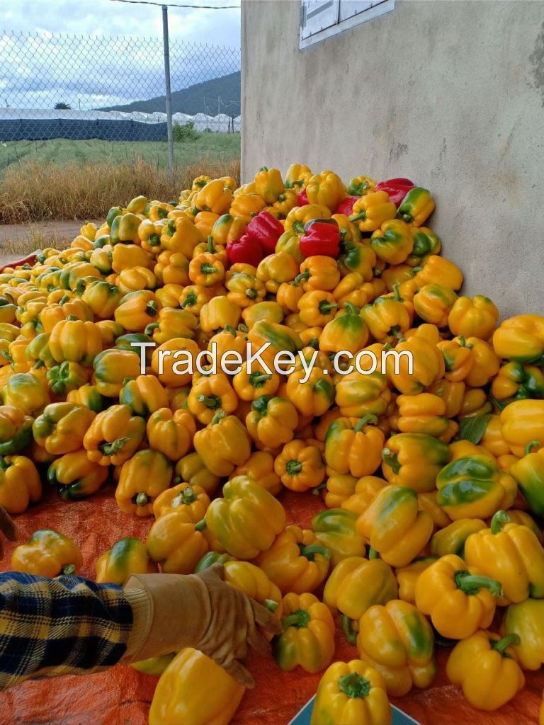 FRESH CAPSICUM (YELLOW, GREEN, RED) CHEAPEST PRICE FROM SOUTH AFRICA WHOLESALE PRICE