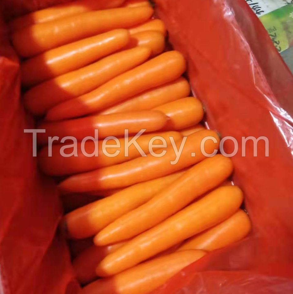 High quality organic fresh carrots Best price South Africa carrots new crop fresh vegetables