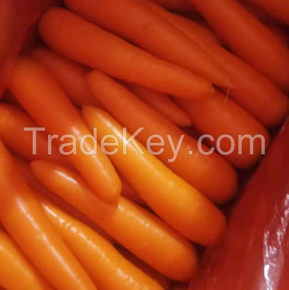 High quality organic fresh carrots Best price South Africa carrots new crop fresh vegetables