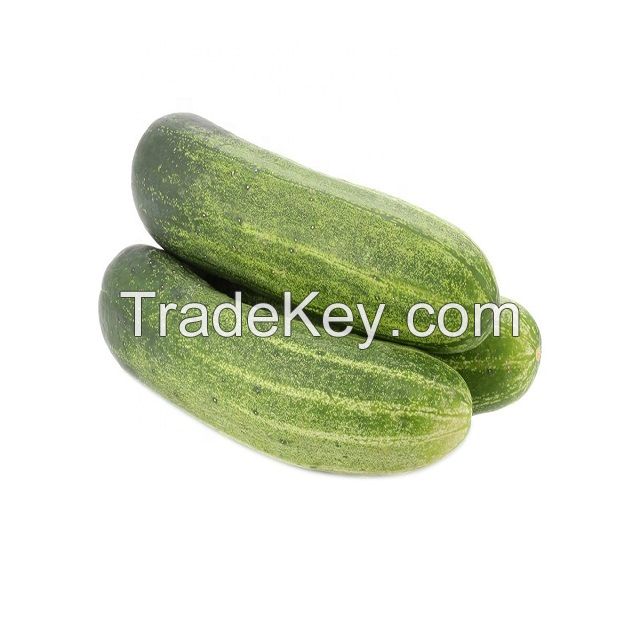 HIGH QUALITY - FRESH CUCUMBER - GREEN CUCUMBER - FOR EXPORT FROM SOUTH AFRICA