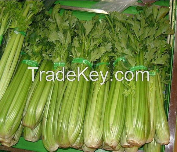 2021International Certification vegetables wholesale bulk frozen diced celer