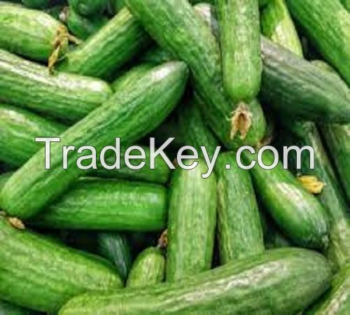 Wholesale Fresh Vegetables Importer Fruits 1 Grade Cucumber 100 25 Kg COMMON Cultivation 5.5 Cm with ISO Certification from CA;2