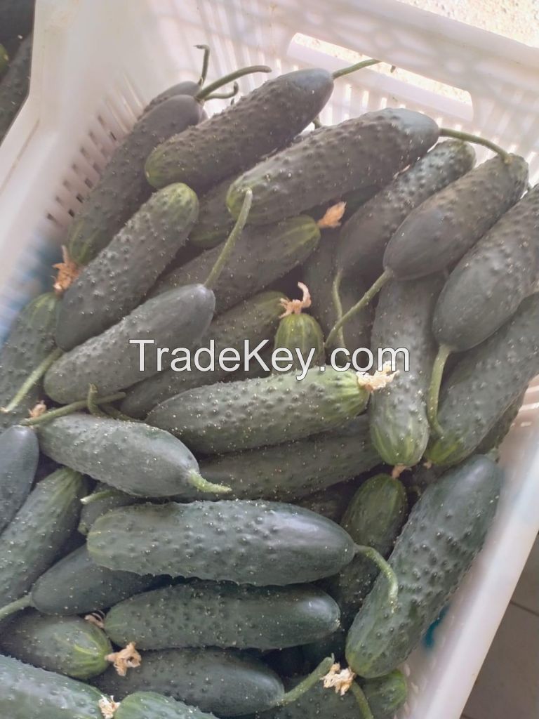 HIGH QUALITY - FRESH CUCUMBER - GREEN SPIKY CUCUMBER - FOR EXPORT FROM SOUTH AFRICA