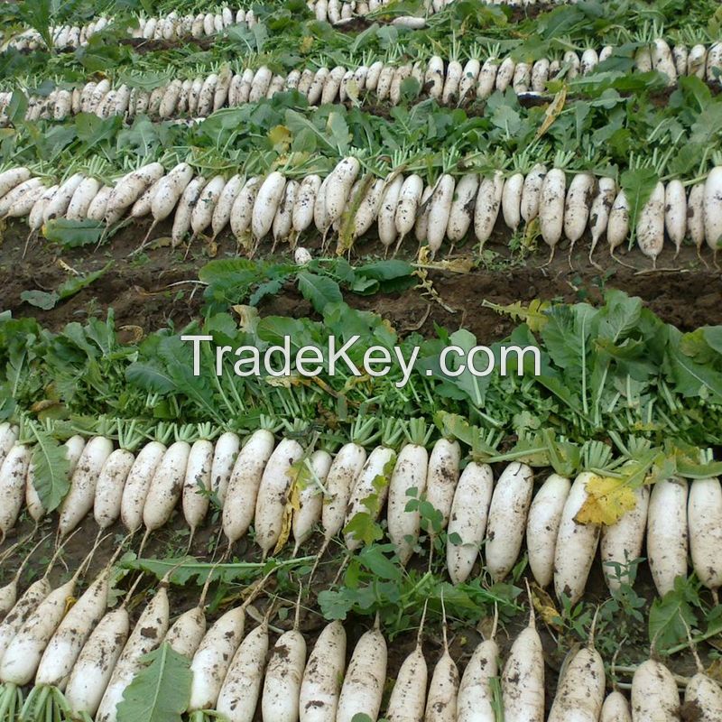 Sichuan white radish grown in the open air fresh and crispy affordable on sale now