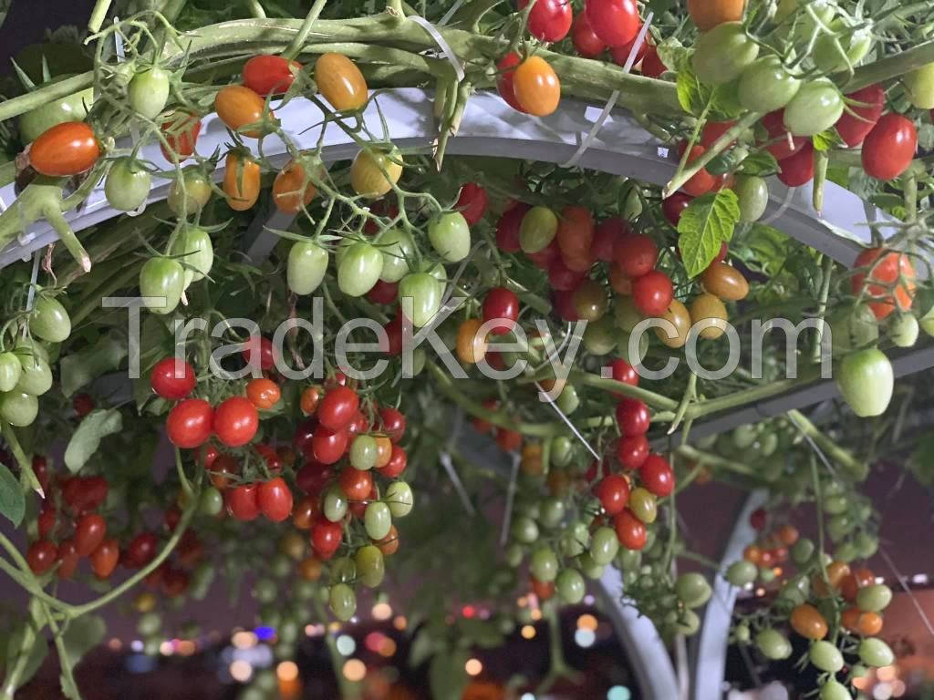 Fresh cherry tomato fruit South African for export with competive price and high quality avocado ready to shipping EU, ASIA, US Market