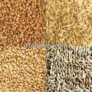 100% Pure Highest Quality Agriculture Grain Organic Rye for Bulk Purchase