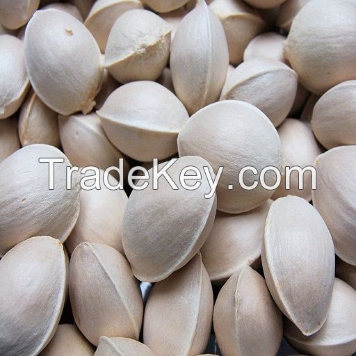 Best Selling Ginkgo Nuts Fresh Raw Ginkgo Nuts Medical BULK Style Packaging Color Material Natural half opened sales