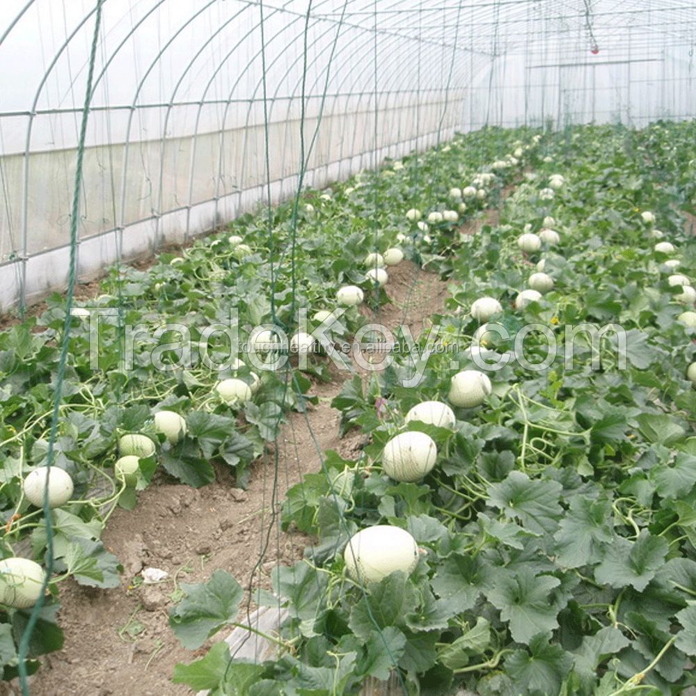 2021 Touchhealthy supply 100% Natural sweet melon seed/hybrid melon seeds with best quality