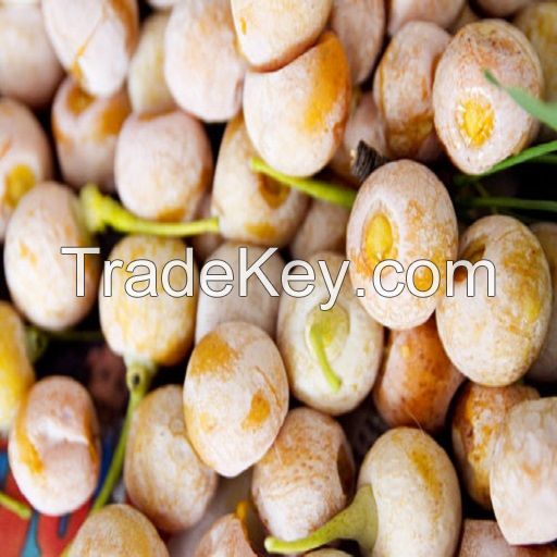 Best Selling Ginkgo Nuts Fresh Raw Ginkgo Nuts Medical BULK Style Packaging Color Material Natural half opened sales