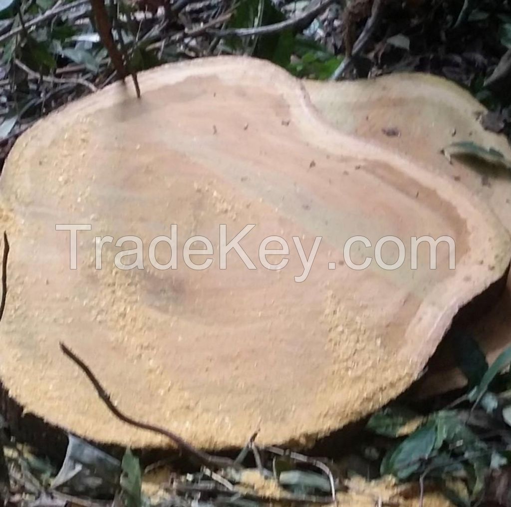 Sawn Timber logs/Teak Wood/Beech Round Logs South African Origin Available For Sale