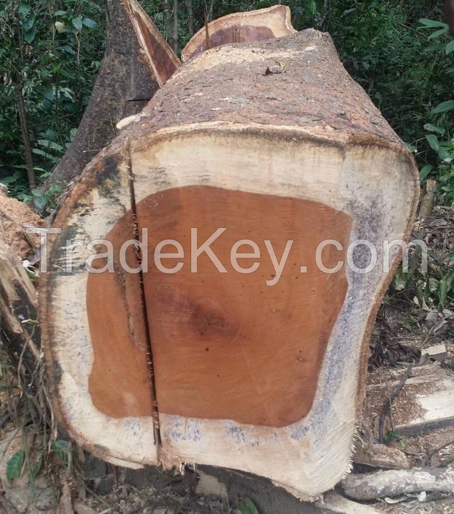 Sawn Timber logs/Teak Wood/Beech Round Logs South African Origin Available For Sale
