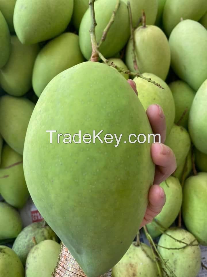 High Quality Green Or Yellow Color Made In South Africa Tropical Fruit Size 8cm Best Selling Fresh Mango