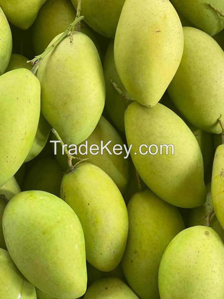 High Quality Green Or Yellow Color Made In South Africa Tropical Fruit Size 8cm Best Selling Fresh Mango