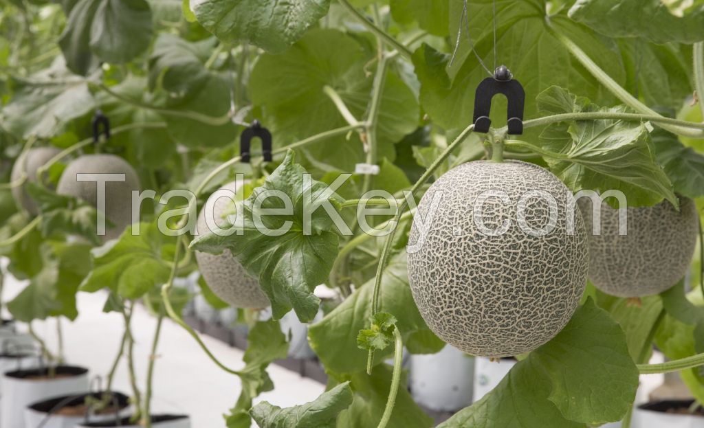 Export Quality Fresh Fruit Natural Mellow Fragrance Nutrients South Africa Musk Melons Sweet Fresh Melon