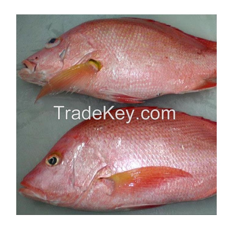 Frozen Red Sea Bream Fish Fillet Frozen Red Sea Bream Fish Fillet frozen red sea bream fish fillet for sale Blue spotted seabre