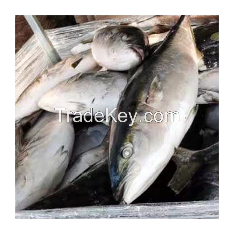 Good Quality Frozen Whole Yellow Tail Amberjack Scad Fish with Size 6-8KG 8-10KG