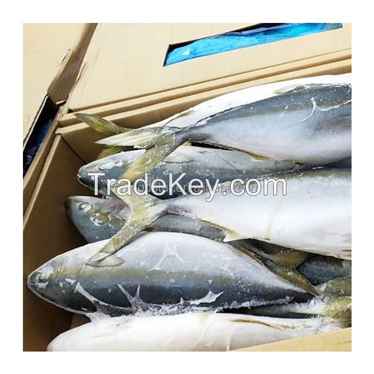 Good Quality Frozen Whole Yellow Tail Amberjack Scad Fish with Size 6-8KG 8-10KG