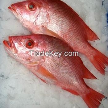 Frozen Red Sea Bream Fish Fillet Frozen Red Sea Bream Fish Fillet frozen red sea bream fish fillet for sale Blue spotted seabre