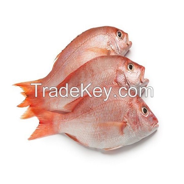 Frozen Red Sea Bream Fish Fillet Frozen Red Sea Bream Fish Fillet frozen red sea bream fish fillet for sale Blue spotted seabre