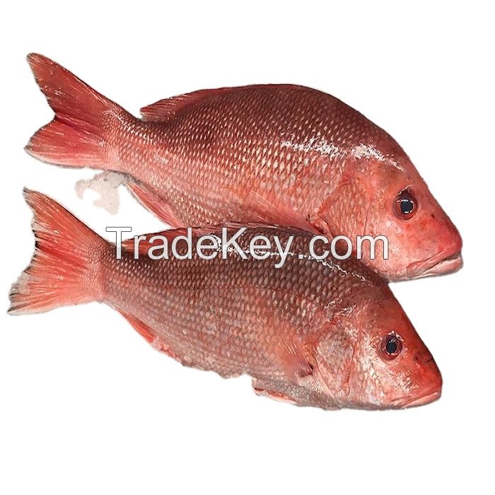 Frozen Red Sea Bream Fish Fillet Frozen Red Sea Bream Fish Fillet frozen red sea bream fish fillet for sale Blue spotted seabre