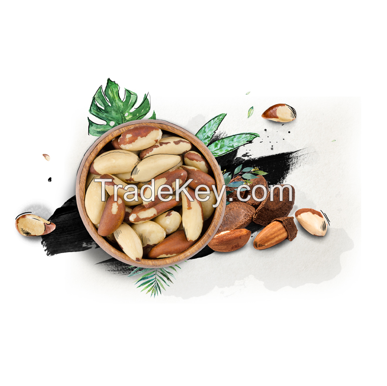 Nuts Kind of Brazil Fresh Seasoned Stock of All Raw Brazil Nut Customize Packaging Dried 100 % Natural Organic Cultivation