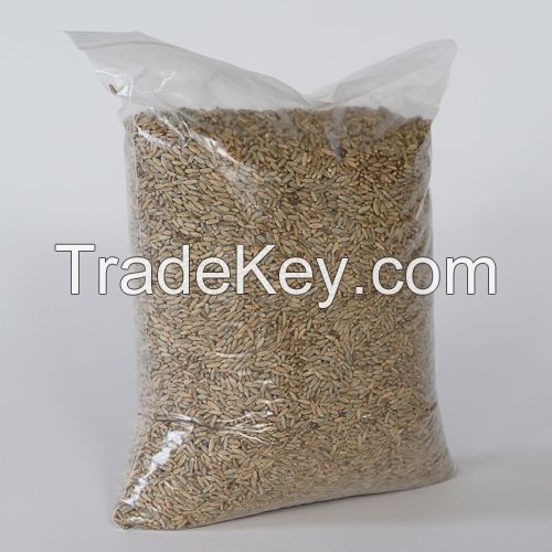 Rye - Organic Whole Rye Grain Berries - Wholesale Russian Rye Agricultural Crop