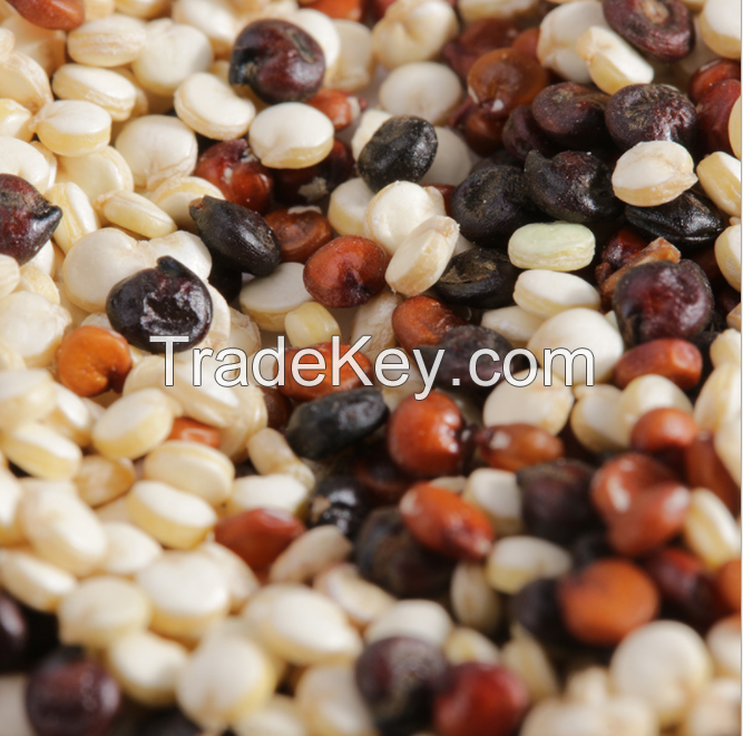 Black White Red Whole Grain Total Nutrition Total Protein alkalinity Pure Natural Organic Tricolor Quinoa Seeds