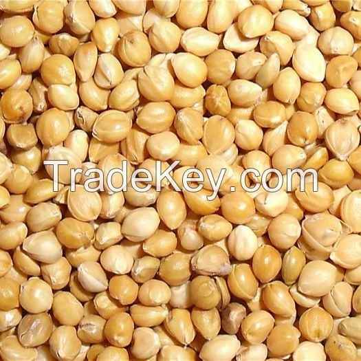 Healthy Nutritious Agriculture Products Best Quality Rich Long Grain Protein Rich White Millet for Bird Feed