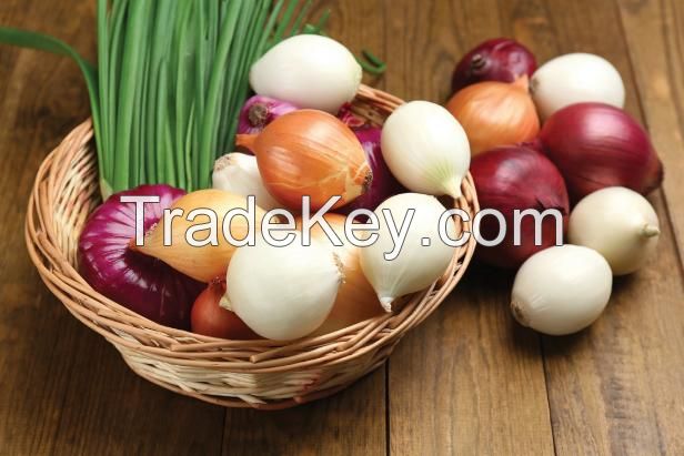 Fresh Red Onion Wholesale For Sale Best Price From South Africa  2022 - High Quality Top Quality