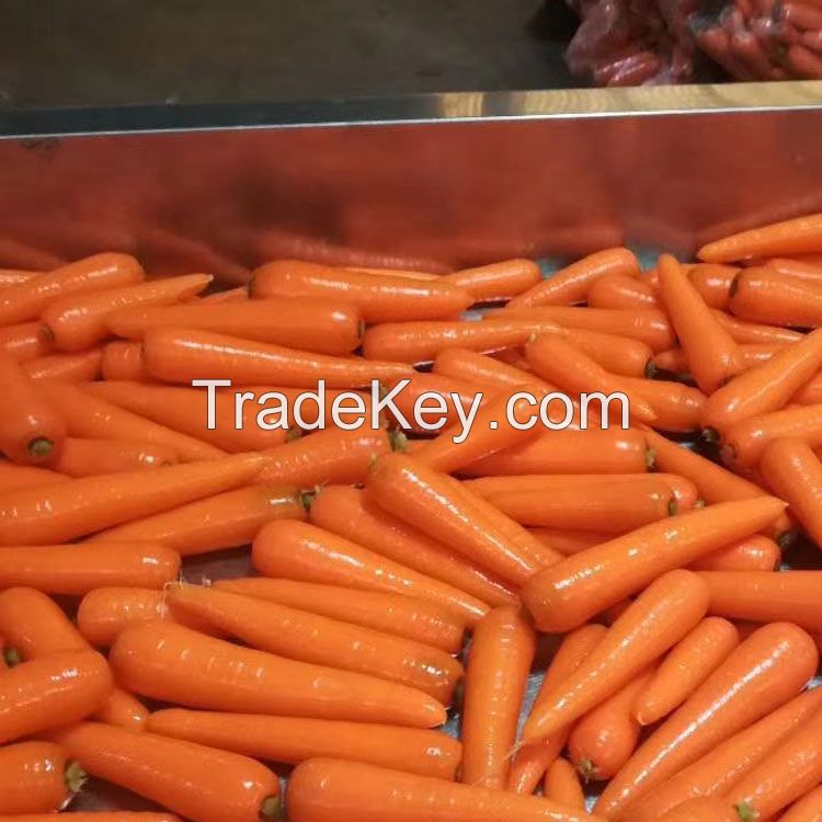 Manufacturers Provide Good Price Non-peeled Carrots Fresh Carrots For Sale