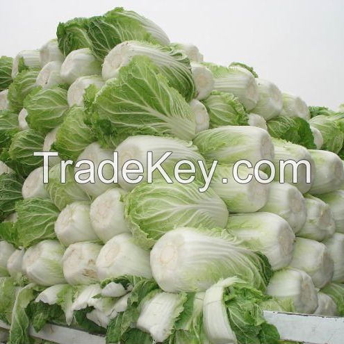 Fresh Celery Cabbage ,Celery Cabbage ,New Harvest Fresh Celery Cabbage Grade AA