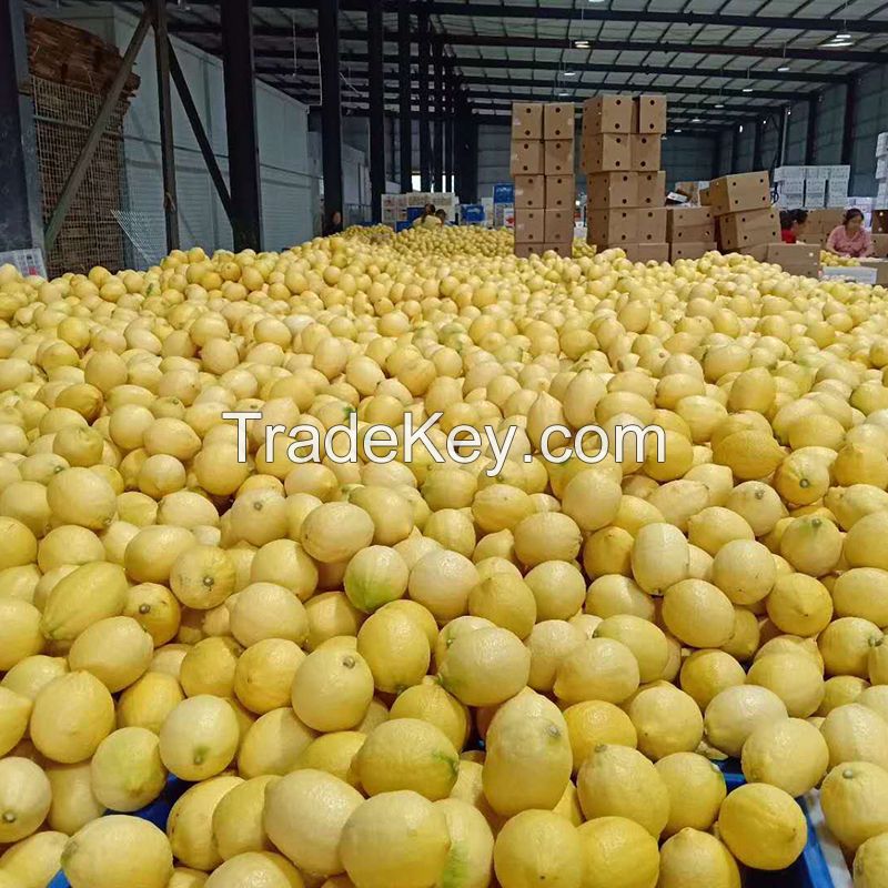 Wholesale Best Price fresh fruits Fresh Citrus Fruit Lemon