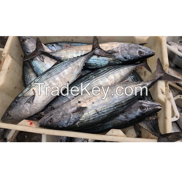 300 - 500g Fresh Sea Food Pacific Mackerel Fish Frozen