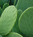 Prickly pear cactus, &quot;Nopal&quot;