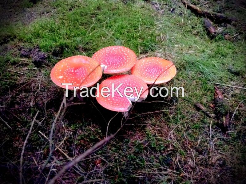 DRIED CAPS OF AMANITA MUSCARIA 