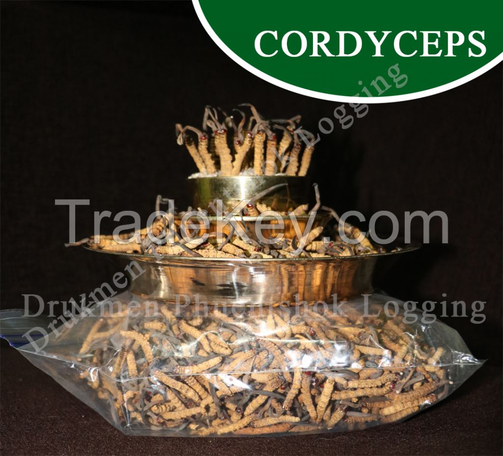 Cordyceps Sinensis