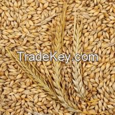 Best Selling Premium Quality Barley