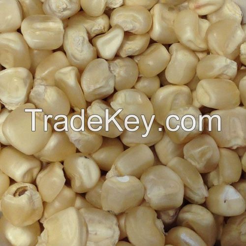 Buy wholesale Yellow Corn 